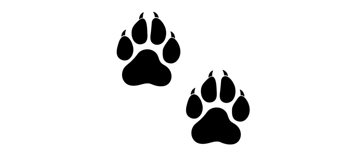 zwei Luchs Pfotenabdrücke