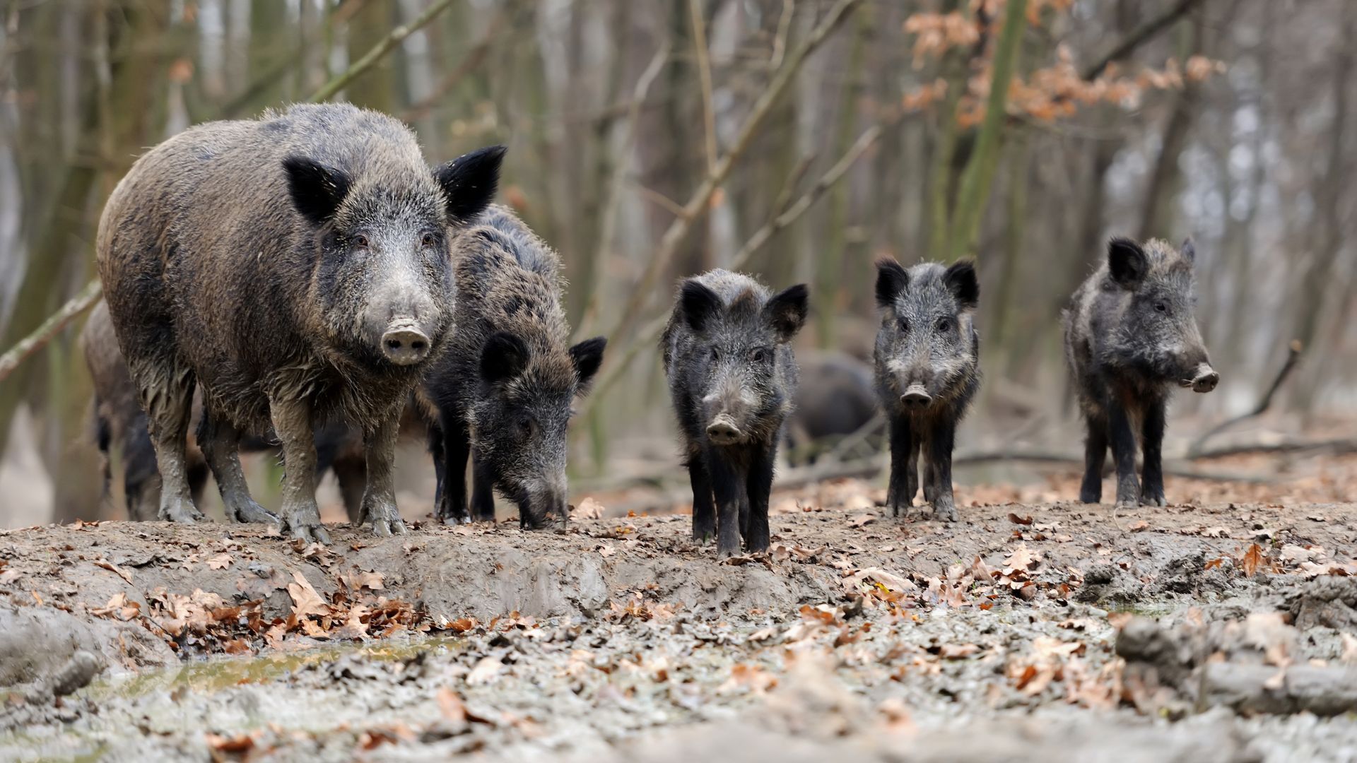 Meldungen 2026 - Wildschwein Meldungen 2026 - Wildschwein