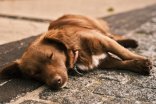 Hundesteuer Hundesteuer