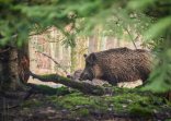 Wildschwein Wildschwein