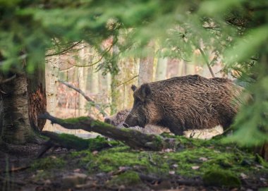Wildschwein Wildschwein