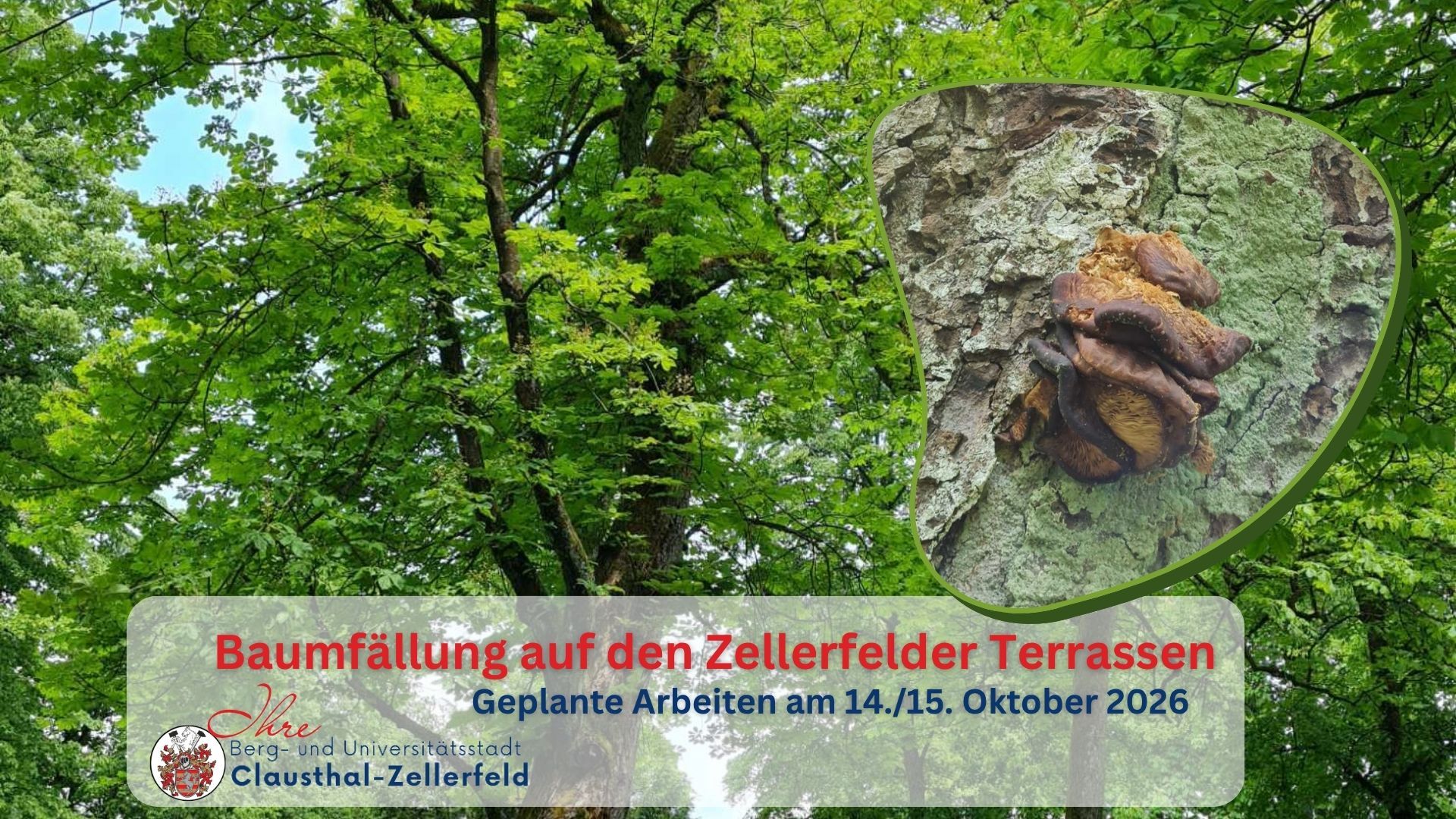 Darstellung Baum mit Zusatzbild des Pilzbefalls der Kastanie