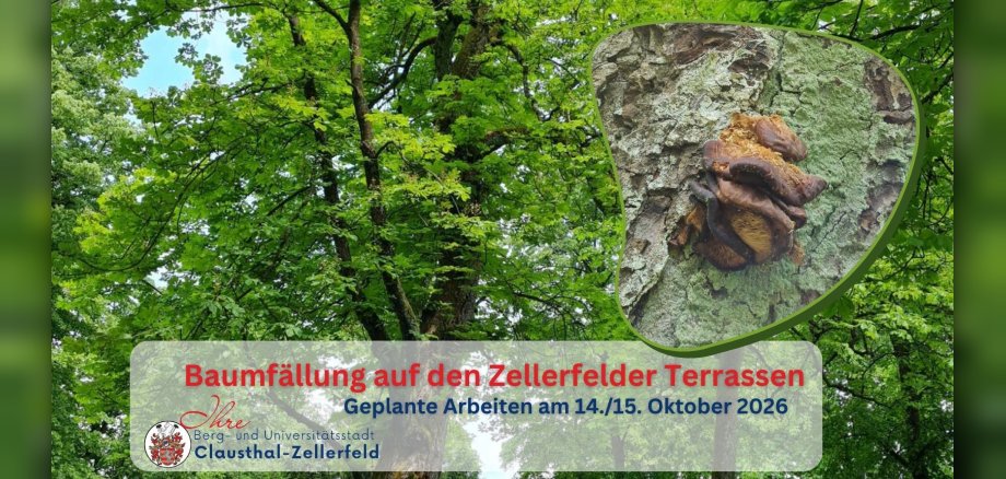 Darstellung Baum mit Zusatzbild des Pilzbefalls der Kastanie