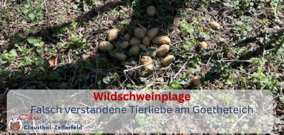 Meldungen 2026 - Wildschwein