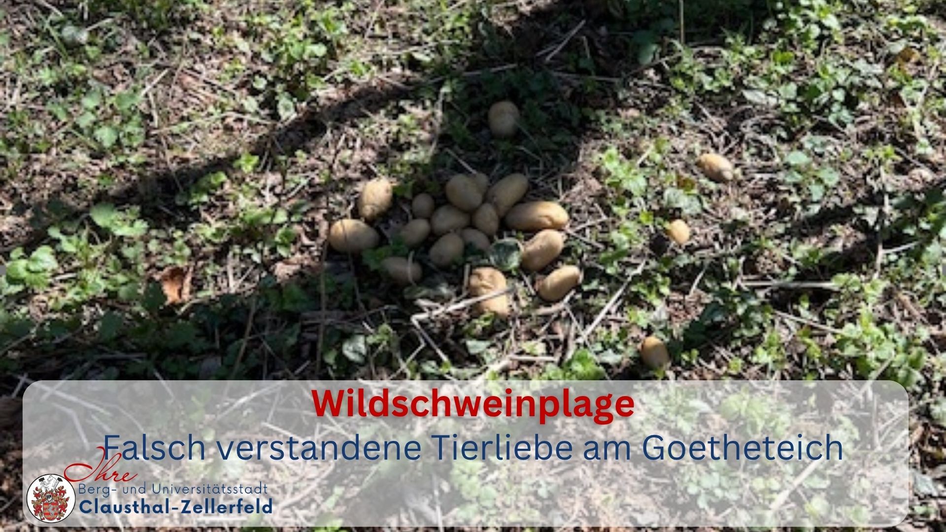 Meldungen 2026 - Wildschwein
