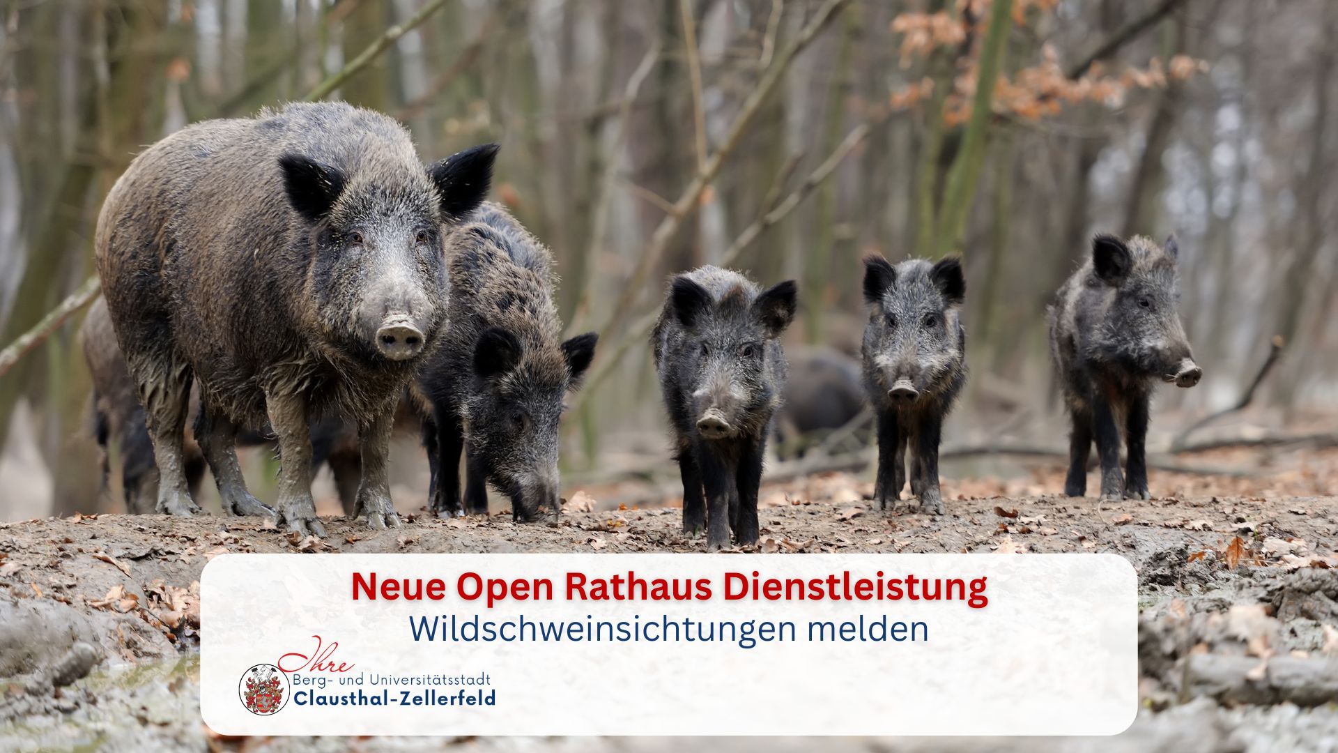 Meldungen 2026 - Wildschwein Meldungen 2026 - Wildschwein