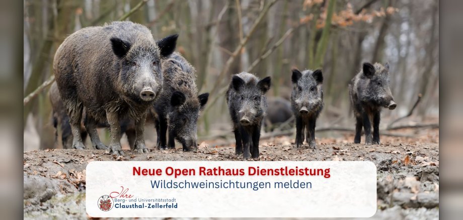 Meldungen 2026 - Wildschwein Meldungen 2026 - Wildschwein